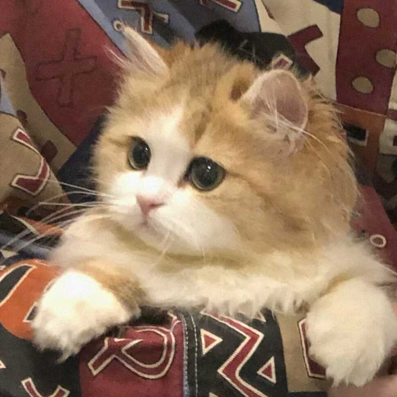 技术解码：广州天河爆毛小猫品相背后的繁育体系与价值评估 新闻