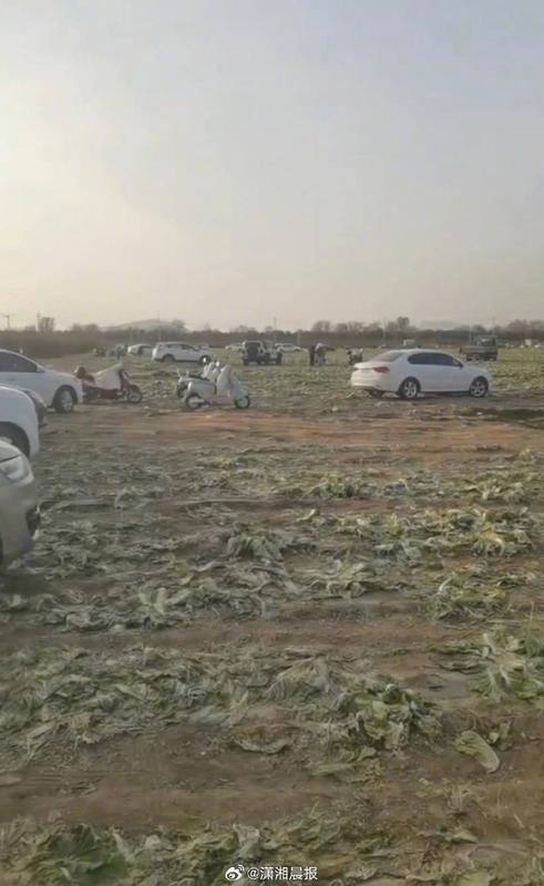  从谣言传播机制到农业损失：一次网络哄抢事件的技术复盘与防范启示 新闻