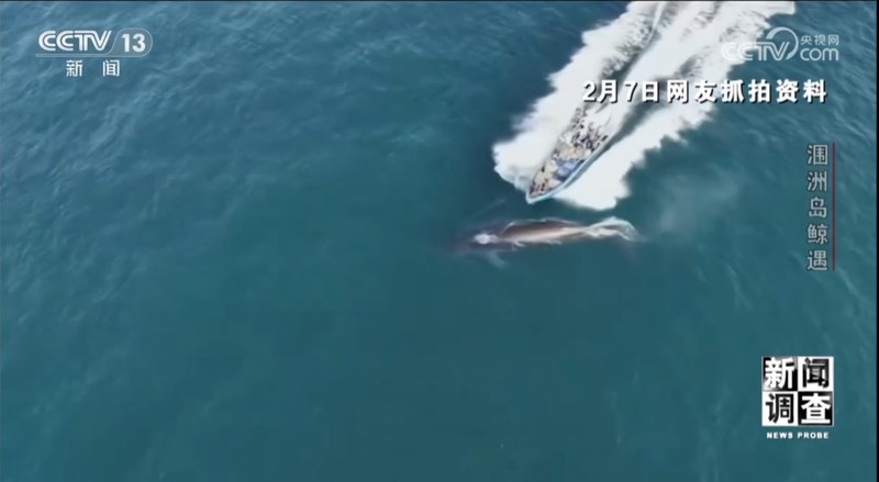  涠洲岛“刀疤哥”撞击事件深度复盘：技术、法律与生态的三维审视 新闻