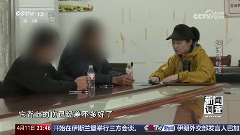  涠洲岛“刀疤哥”撞击事件深度复盘：技术、法律与生态的三维审视 新闻