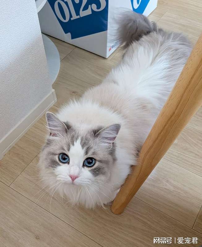  [猫行为科学] 破解主子读心术：它的超感知能力从何而来 新闻