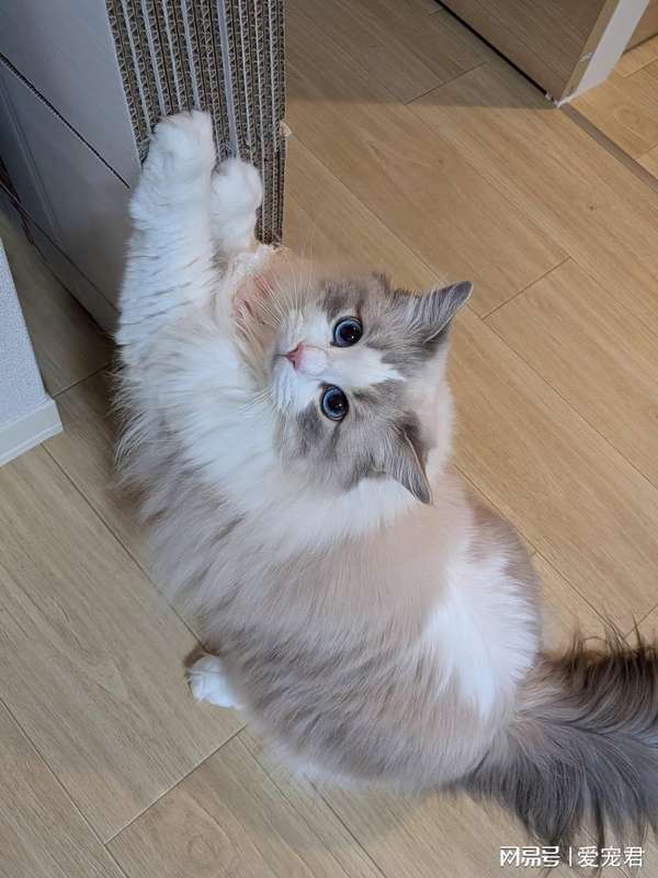  [猫行为科学] 破解主子读心术：它的超感知能力从何而来 新闻