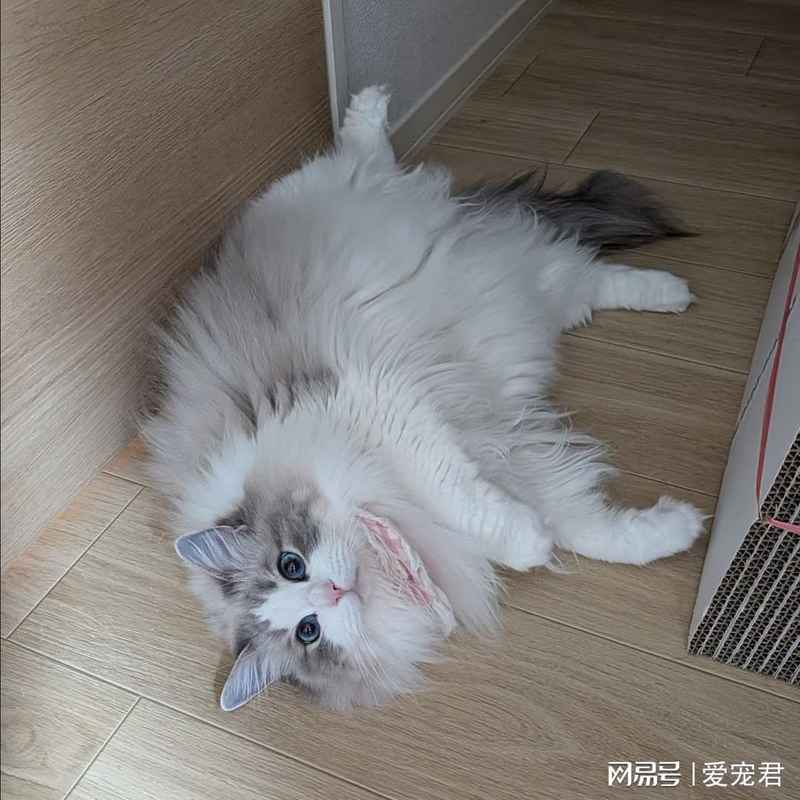  [猫行为科学] 破解主子读心术：它的超感知能力从何而来 新闻