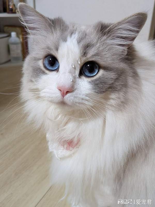  [猫行为科学] 破解主子读心术：它的超感知能力从何而来 新闻