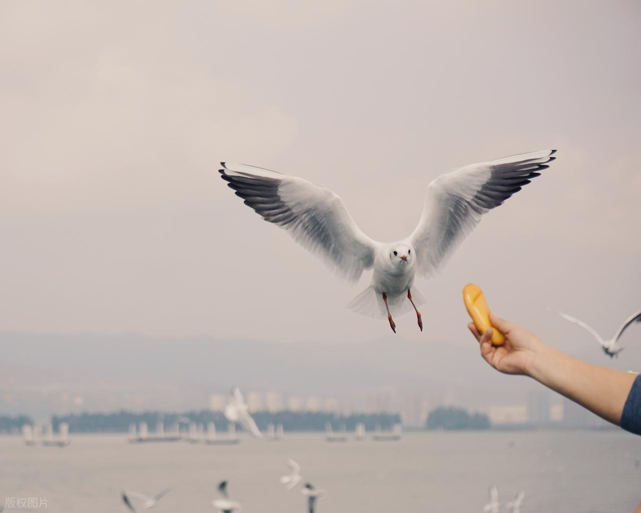  【玉溪行动复盘】一个东北汉子的江湖道义：踩点策略、武器配置与目标摧毁的完整战术解析 影视小说