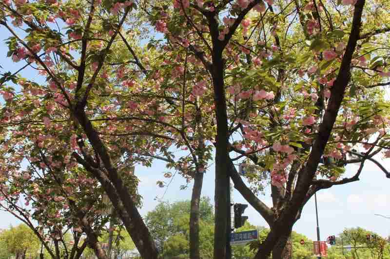 【城市精细化管理】六年迭代路:从“落樱不扫”到智慧园林的上海样本 文化旅游