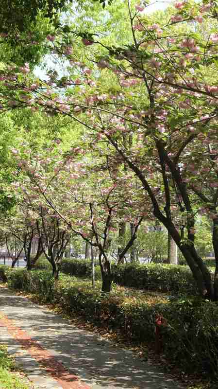 【城市精细化管理】六年迭代路:从“落樱不扫”到智慧园林的上海样本 文化旅游