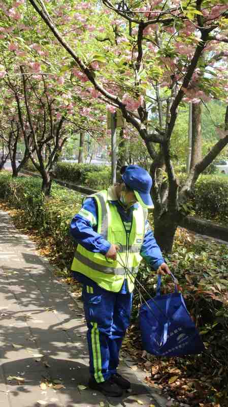 【城市精细化管理】六年迭代路:从“落樱不扫”到智慧园林的上海样本 文化旅游